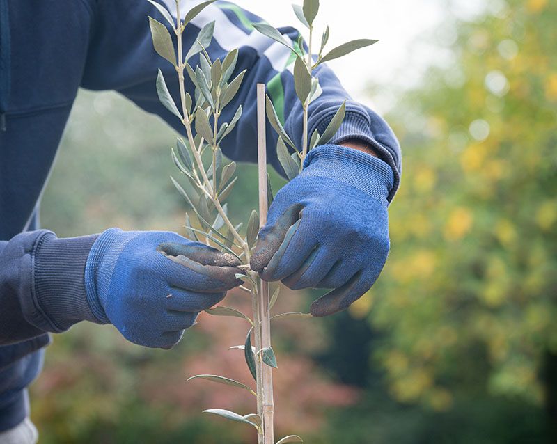 entutorar plantas 7