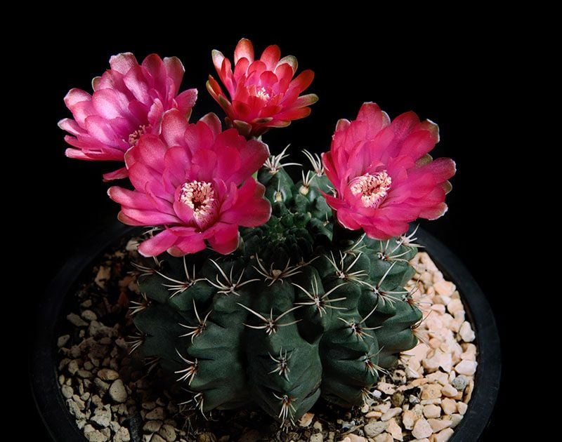 cuidados gymnocalycium 6