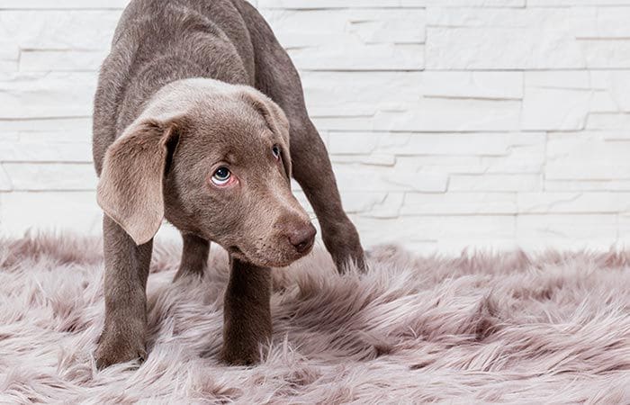 Calmar a un perro con miedo a los petardos 