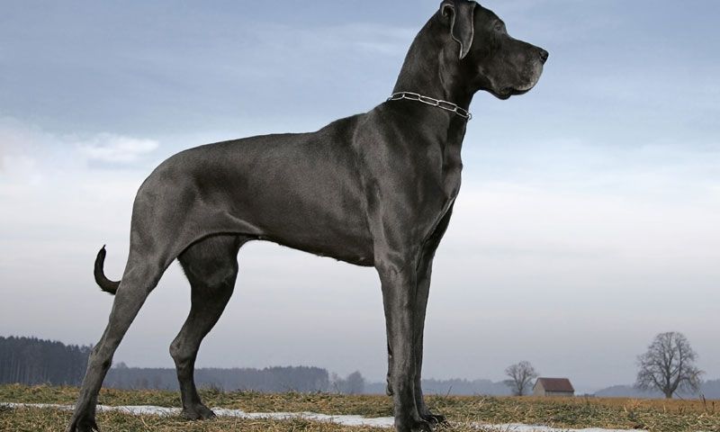 gran danes