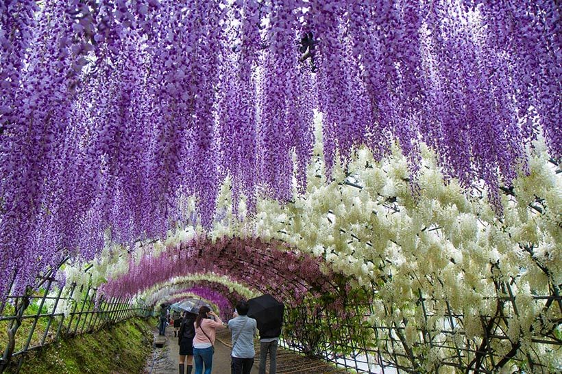 Wisteria Japan