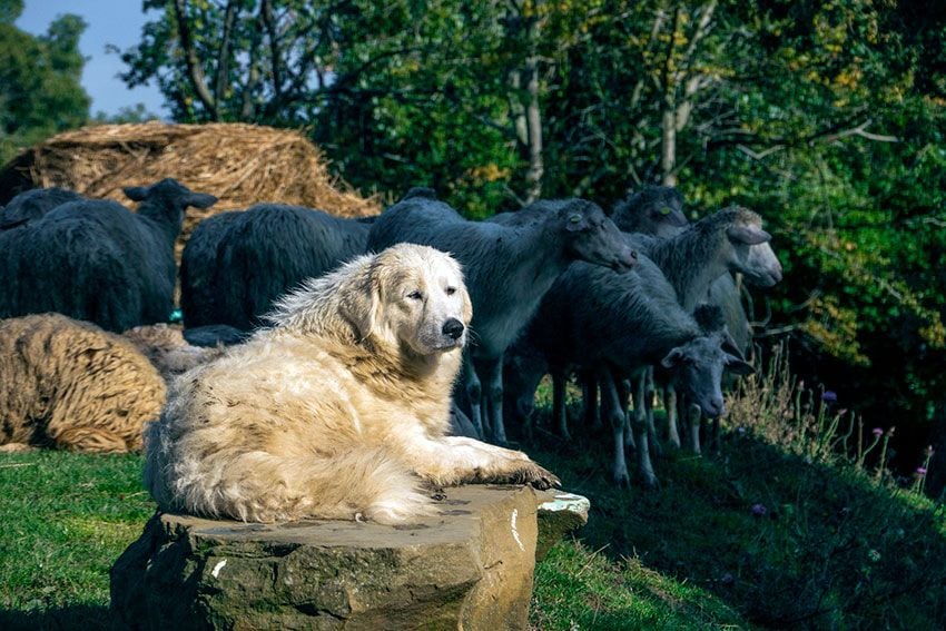 Perro pastor junto a sus ovejas