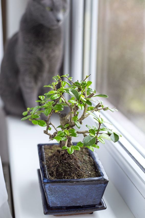cultivar bonsais 5