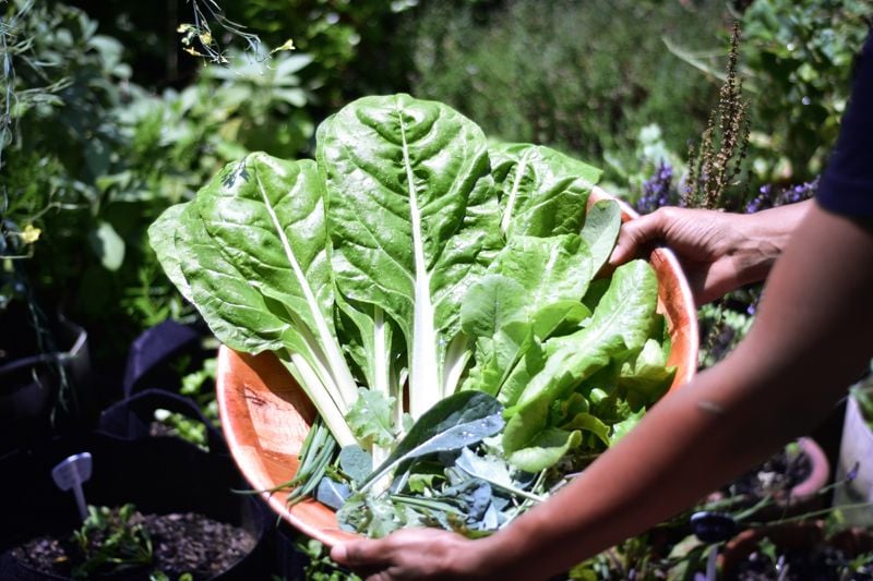 frutas verduras cultivar otono 06