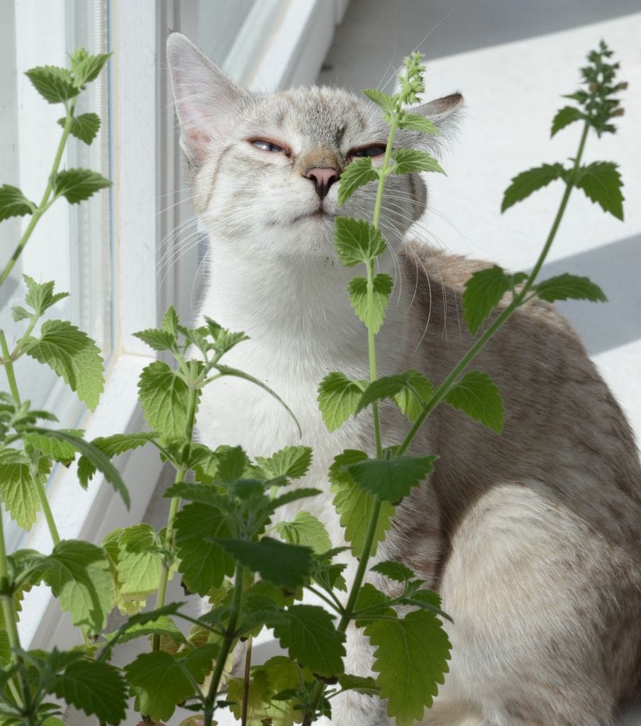 Gato oliendo una hierba gatera