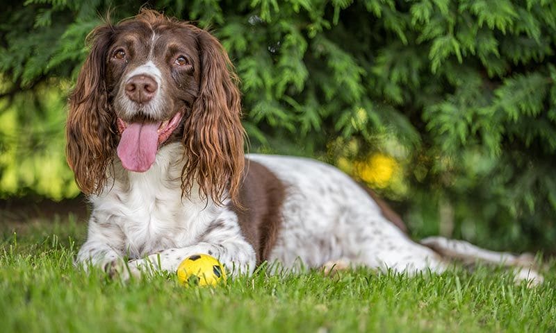 razas perro caza springer spaniel