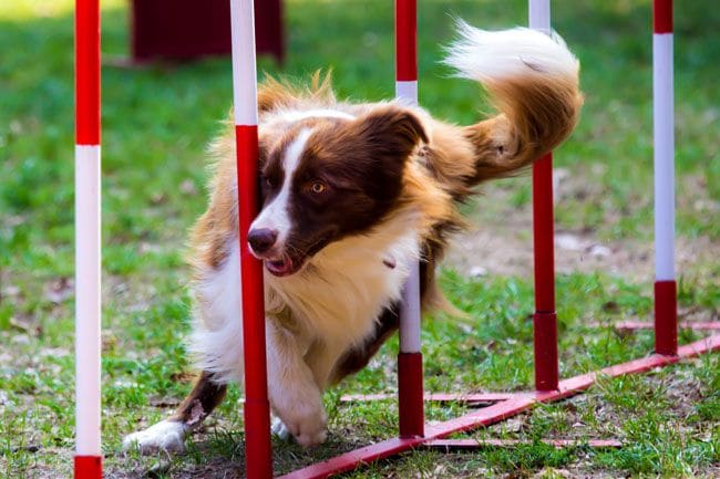 perro agility