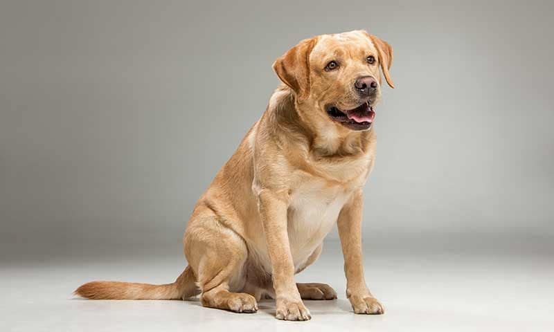 labrador