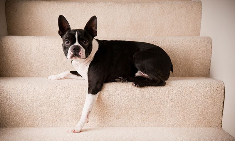 bostonterrier