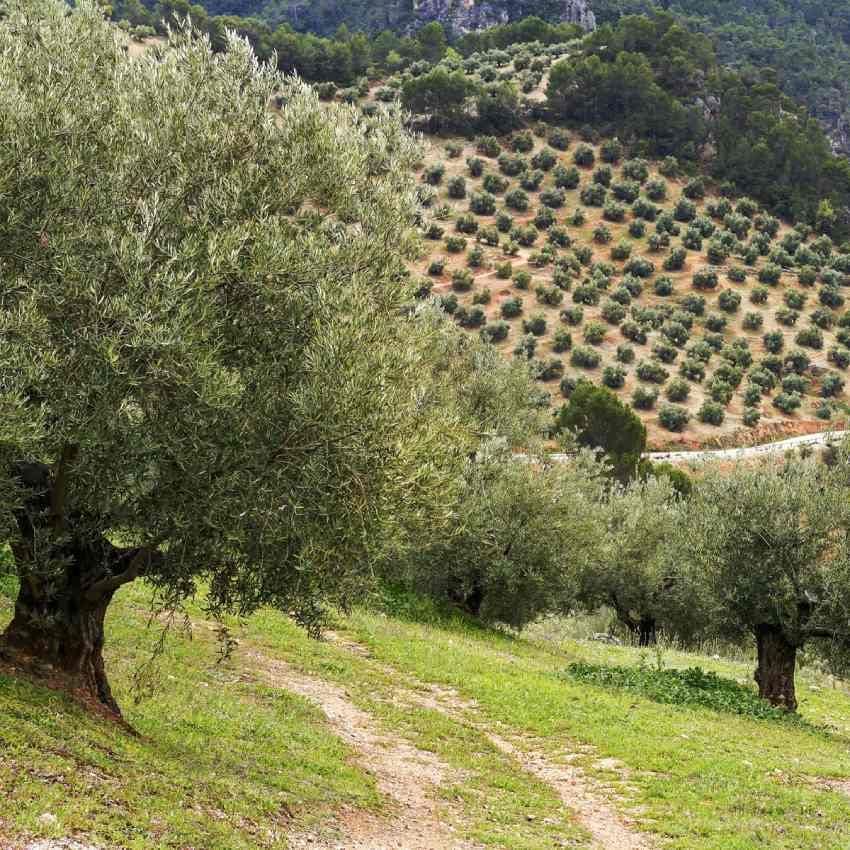 campos de olivos en jaen