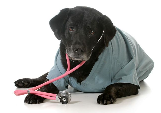 Perrito con una bata de doctor