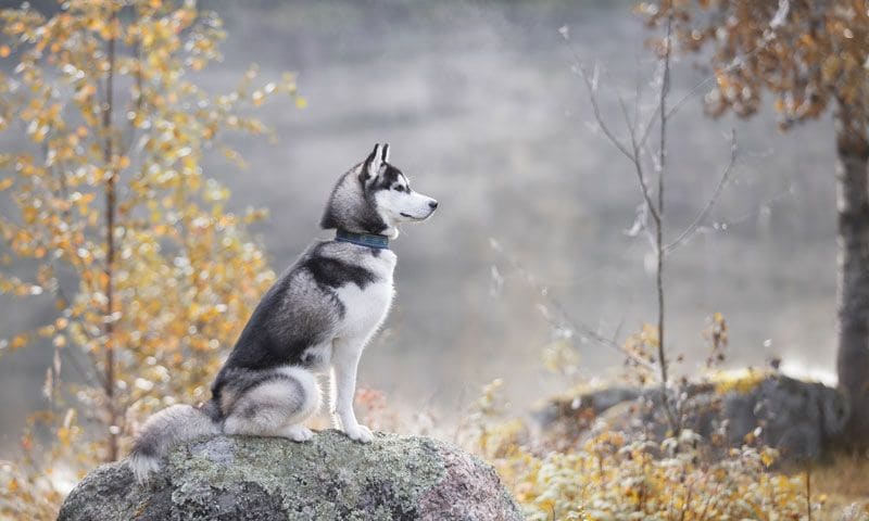 husky 4