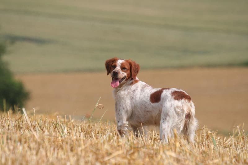 spaniel breton 6a