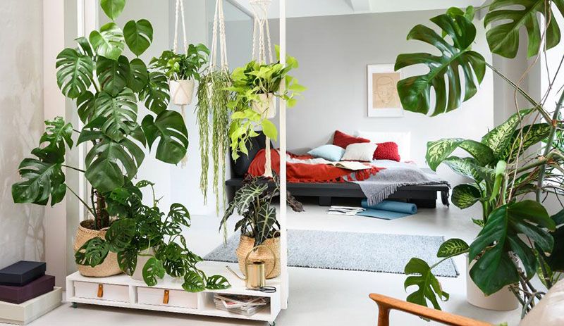 separador ambientes plantas diy 2