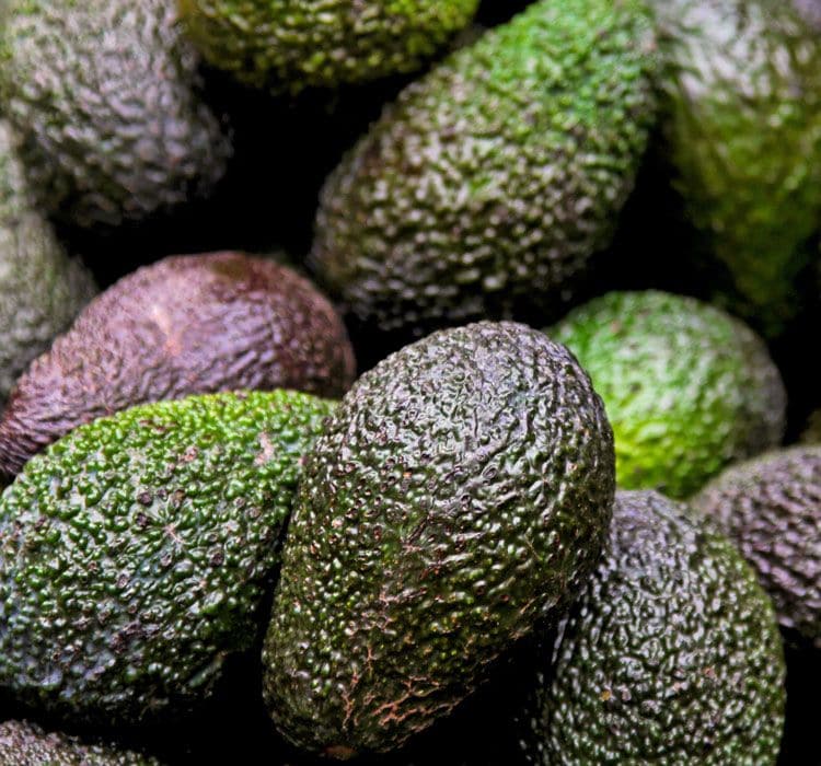 foto-aguacates-adobe