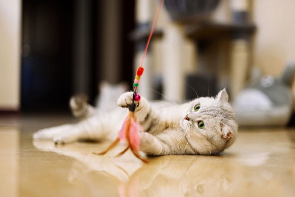 Gato jugando con una caña de pesca