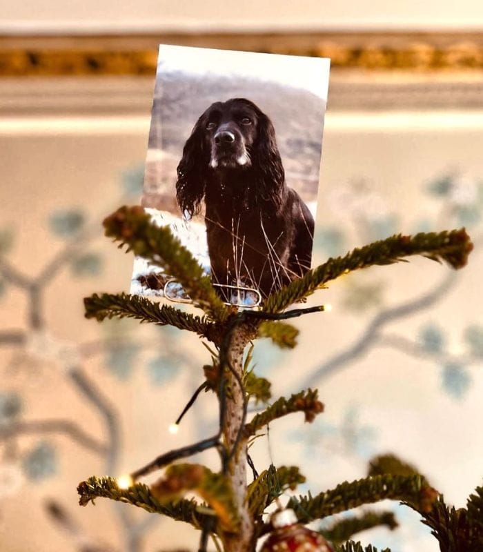 La mascota de James Middleton 