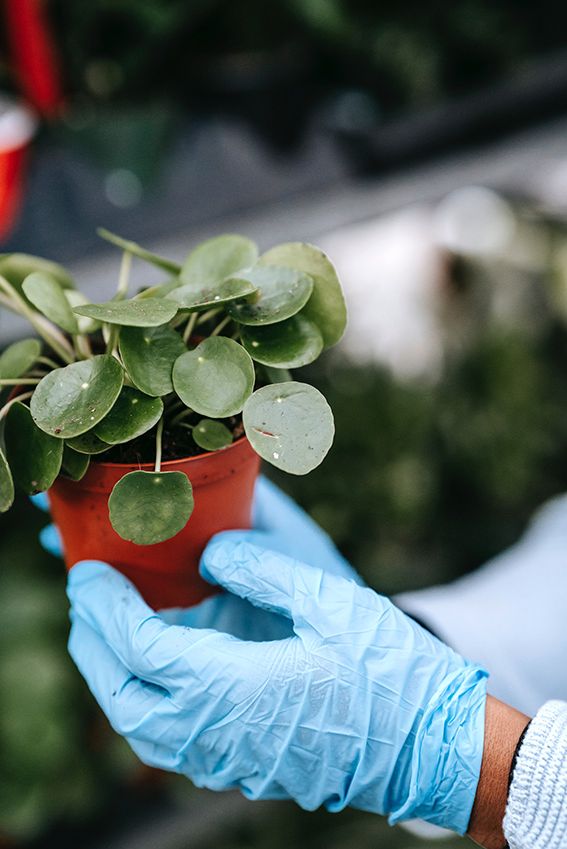 cuidados pilea peperomioides 09a