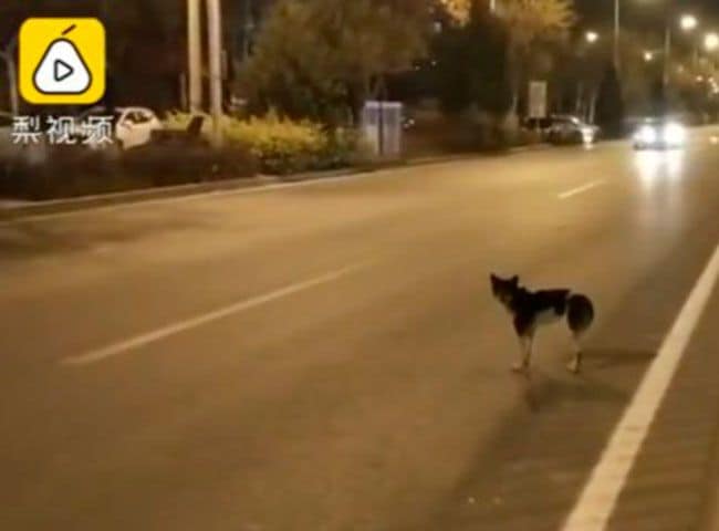 el perro que espera a su dueña en la carretera en el vídeo que ha dado la vuelta al mundo