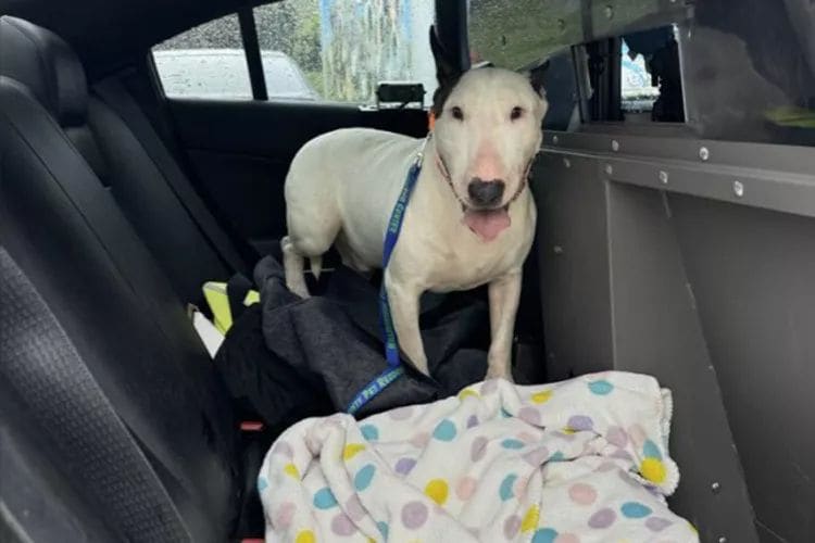 El emotivo rescate de un perro abandonado durante el huracán Milton se vuelve viral