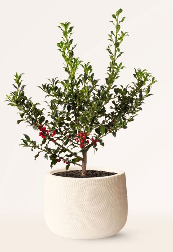 cuidados acebo ilex aquifolium hola decoracion 02