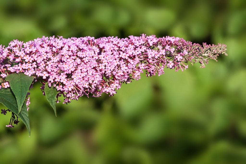 Buddleia davidii