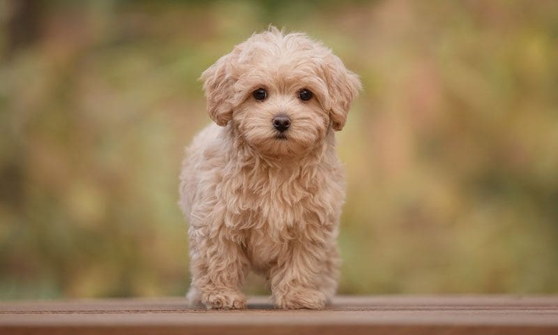 maltipoo cachorro