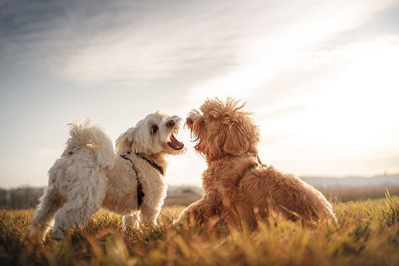 03 dos perros pequenos ladrando