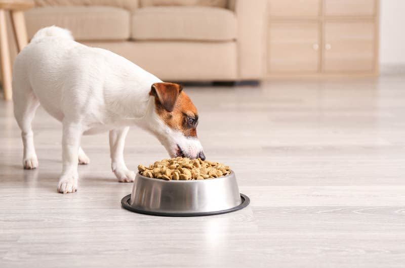 perro comiendo pienso