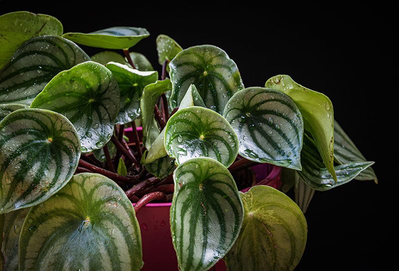 peperomia planta 6