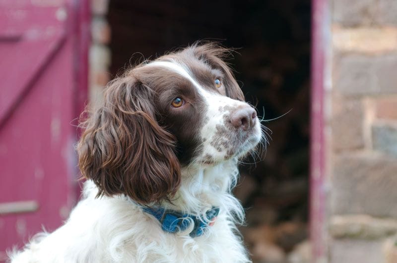 springer spaniel 3a