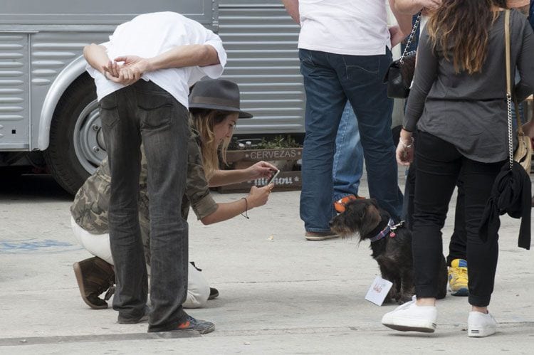 Pistacho haciendo de modelo para su dueña, Blanca Suárez, a principio de octubre en el madrileño barrio de La Latina. Todo un 'it-dog'
