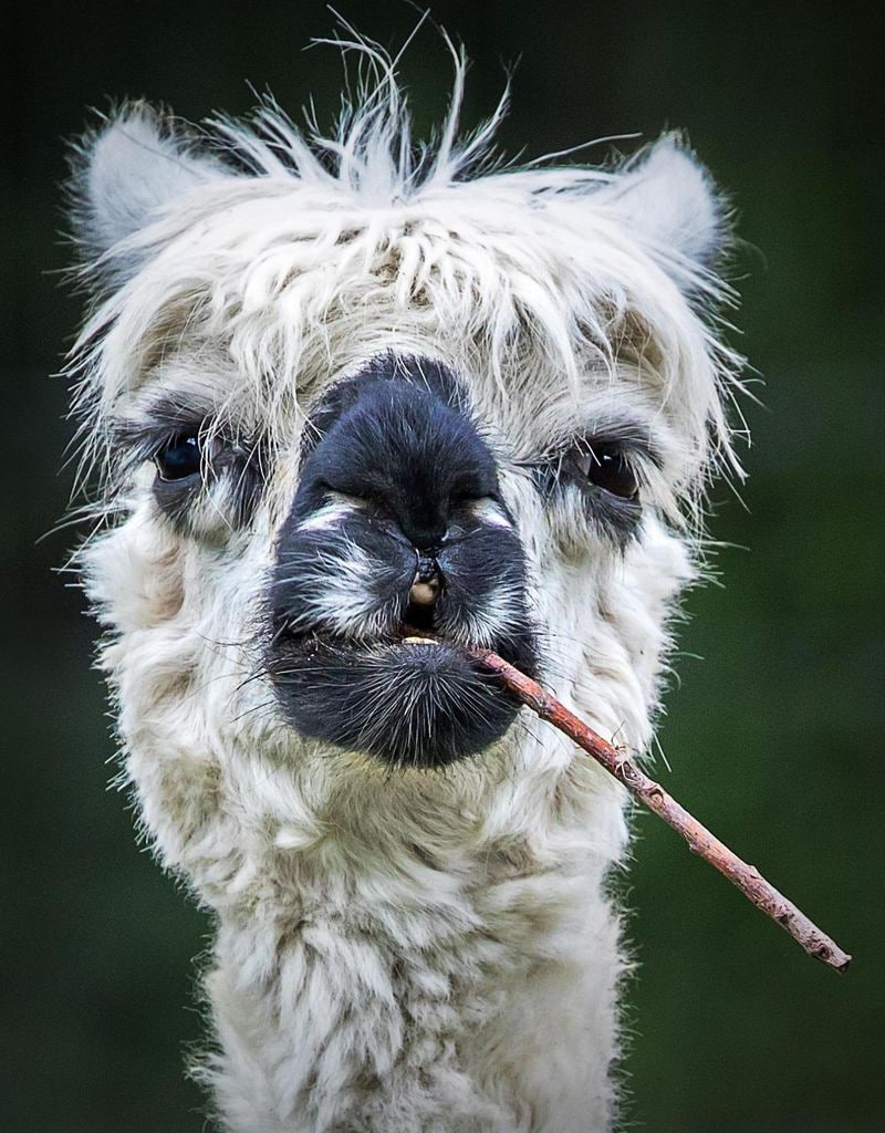 smokin alpaca de stefan brusius alemania 