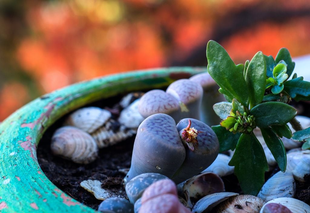 Lithops o piedras vivas