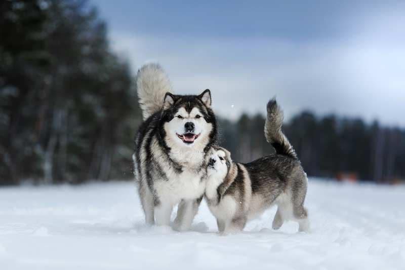 alaskan malamute 6a