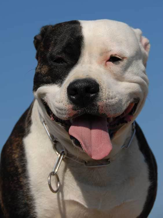 American staffordshire terrier 