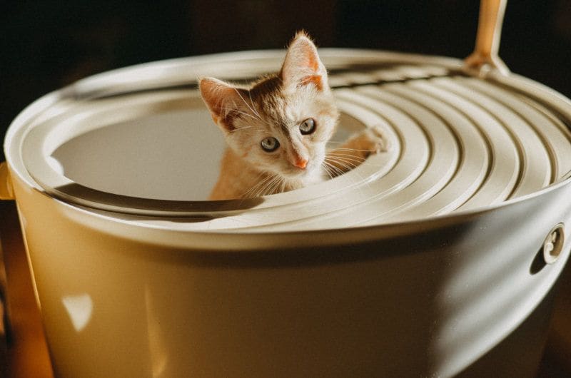 Gato sacando la cabeza de un arenero