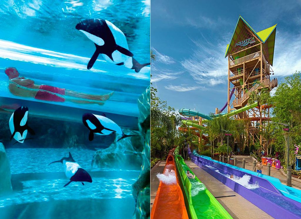 Aquatica dolphin