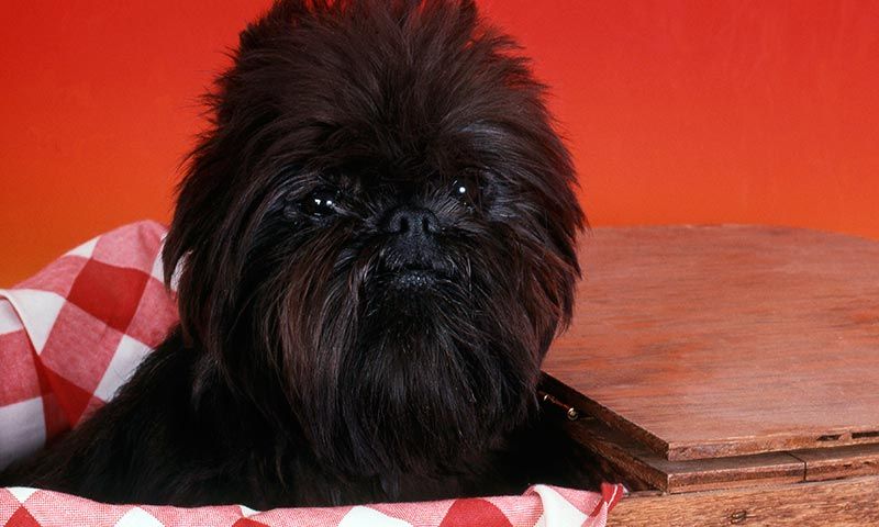 affenpinscher