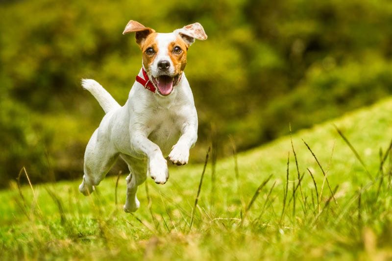 perro feliz salta