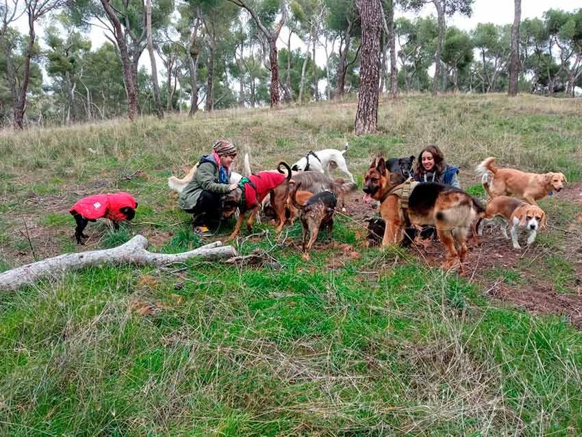 Perros en la Dehesa de la Villa