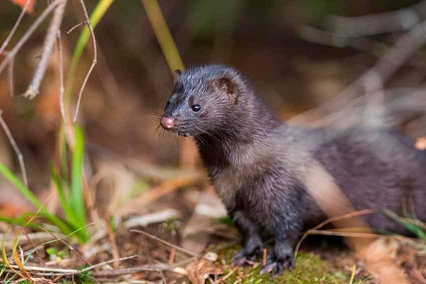 10 mascotas prohibidas en espana