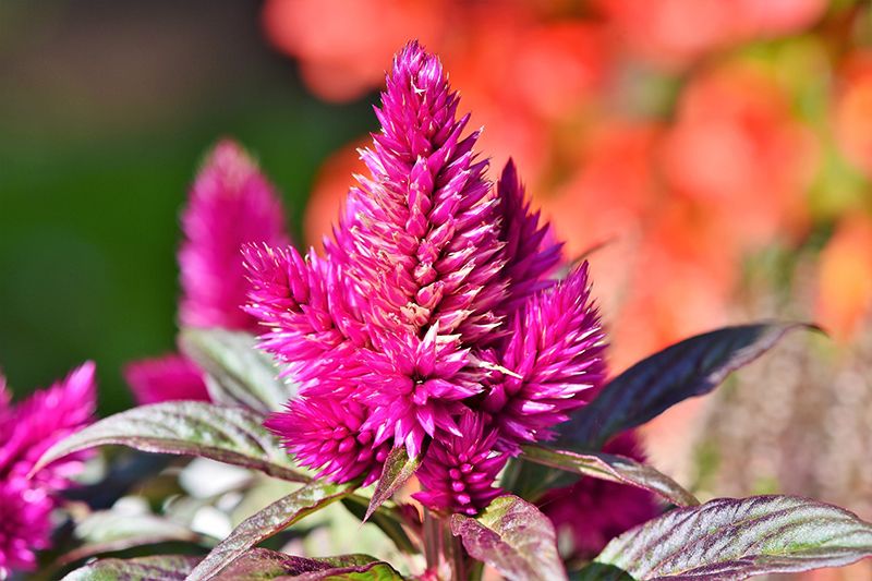 planta exterior celosia 05a