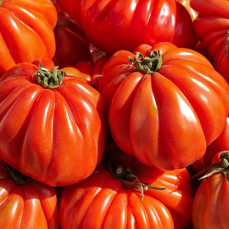 tomate adobe