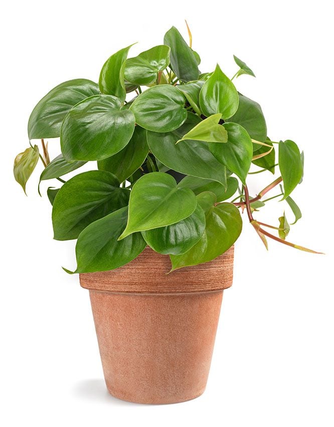 plantas decorativas 5