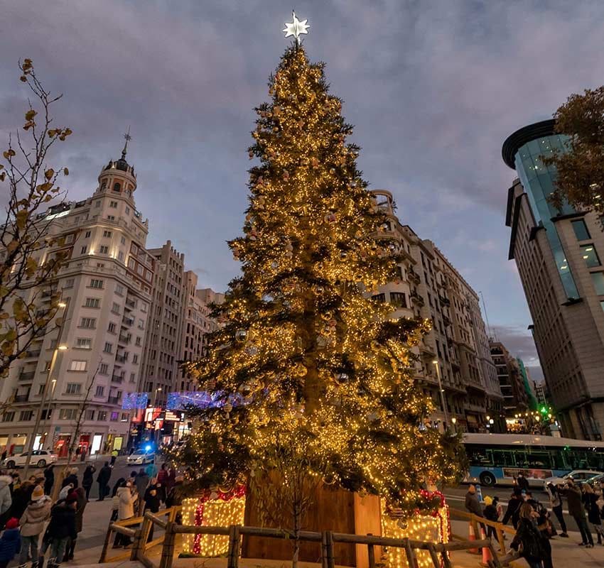 Iluminación de Navidad en Madrid, abeto natural gigante de Plaza de España