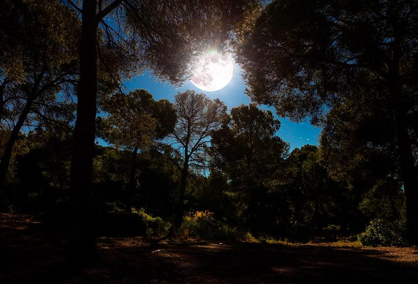 sierra-espuna-pinares