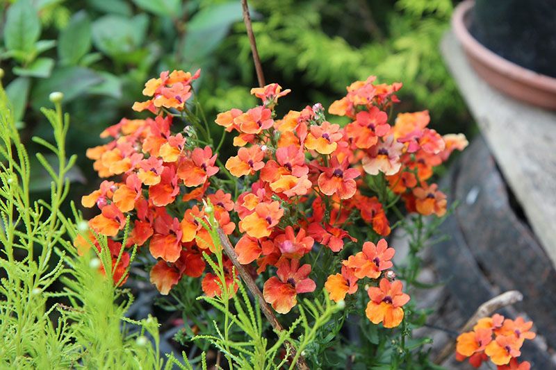 nemesia cuidados 6