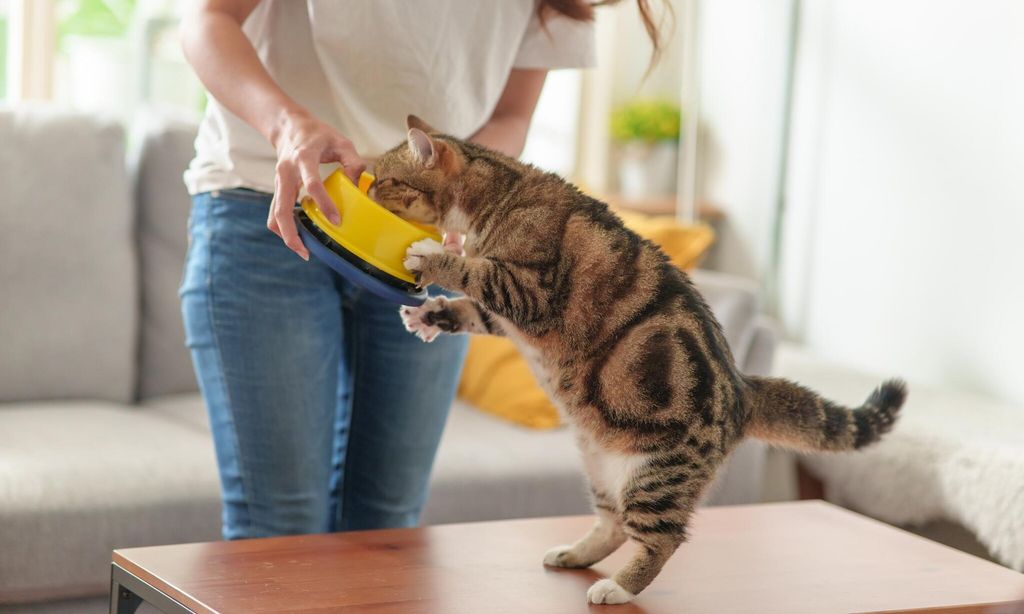 Elegir el tipo de alimento ideal para tu gato es vital