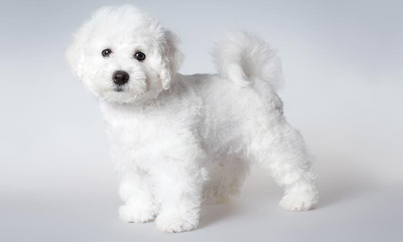 razas de perros para ninos bichon 7